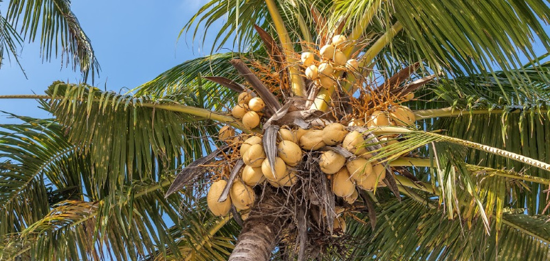 Šećer kokosove palme je smeđe boje i ima lagani okus karamele.