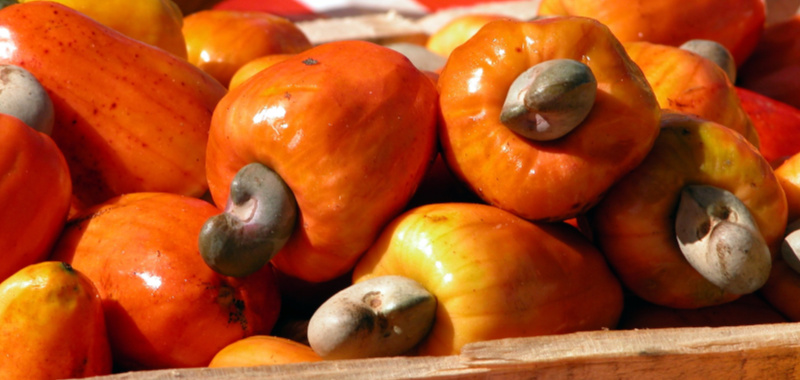 Jeste li znali? Indijski orah zapravo je sjemenka cashew jabuke.